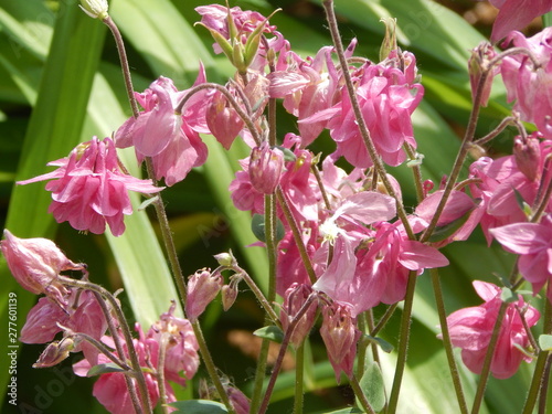 pink flower in garden