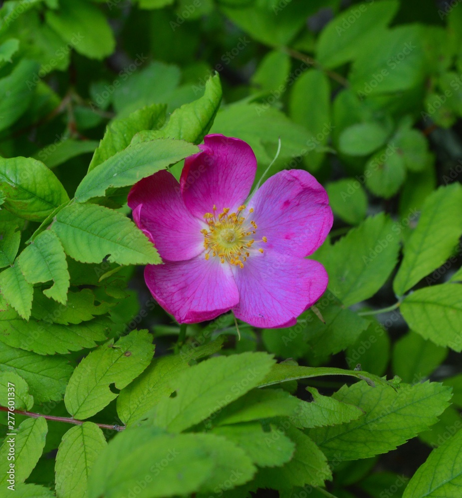 dogrose pink flower in garden