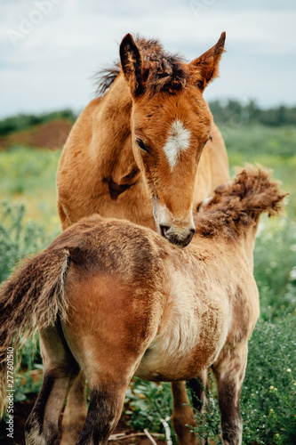 two brown horses grooming each other