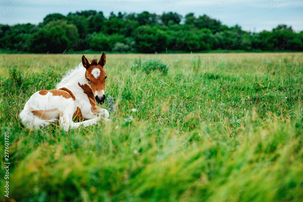 Horse foal lying on green grass. Horse colt in nature. Cute horse foal view Horse foal lying on green grass. Horse colt in nature. Cute horse foal view