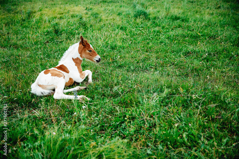 Horse foal lying on green grass. Horse colt in nature. Cute horse foal view
