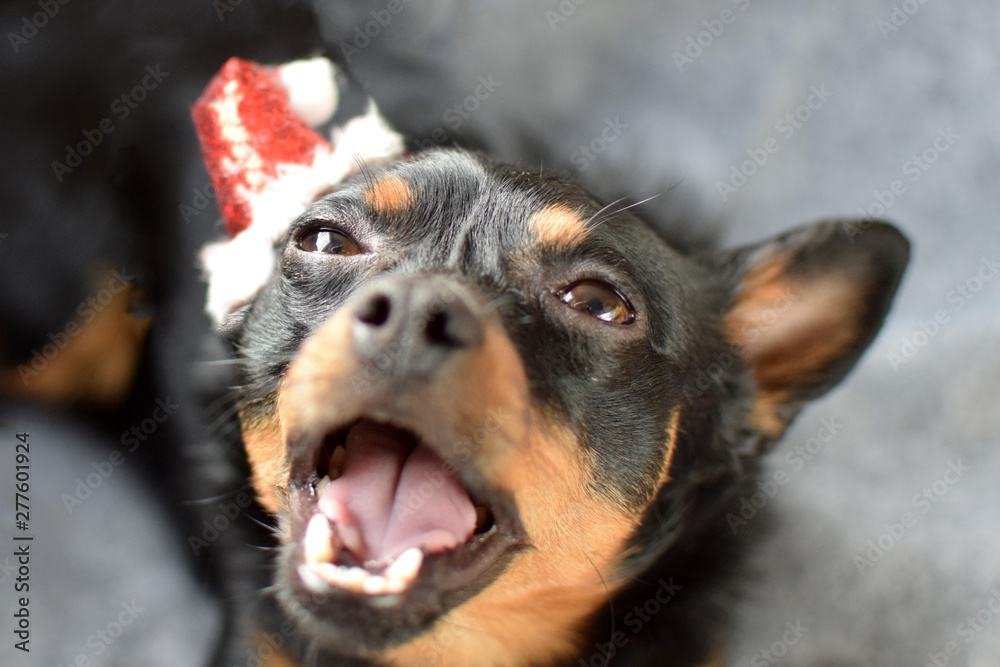 Little dog in the image of Santa. Concept: Merry Christmas and Happy New Year. Little dog in the image of Santa. Concept: Merry Christmas and Happy New Year.