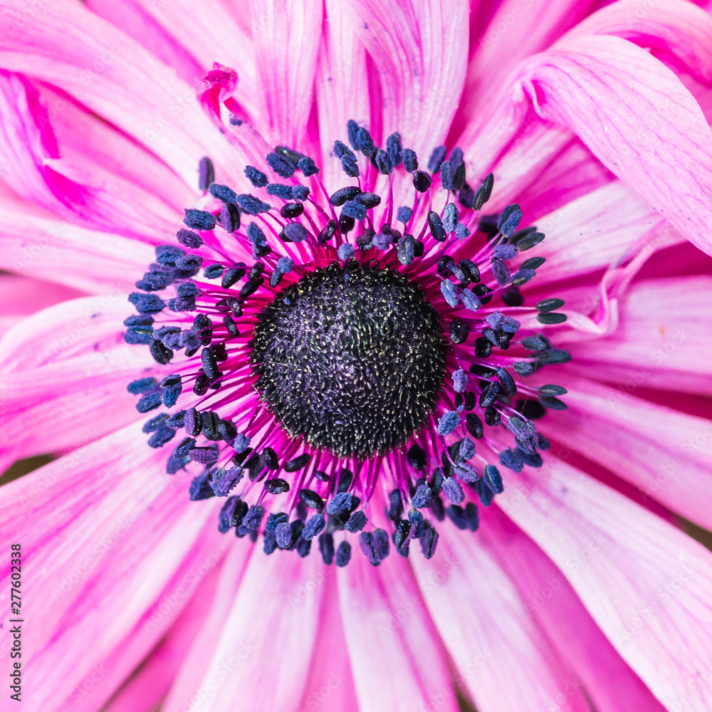 Anemone Centre