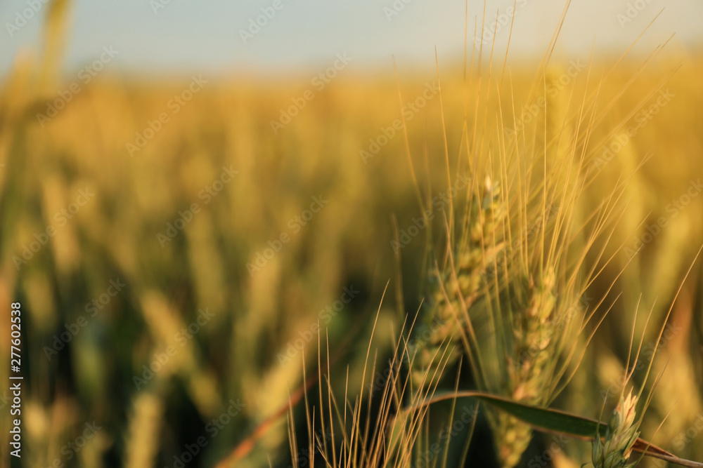 Obraz premium Wheat field on sunny day. Space for text