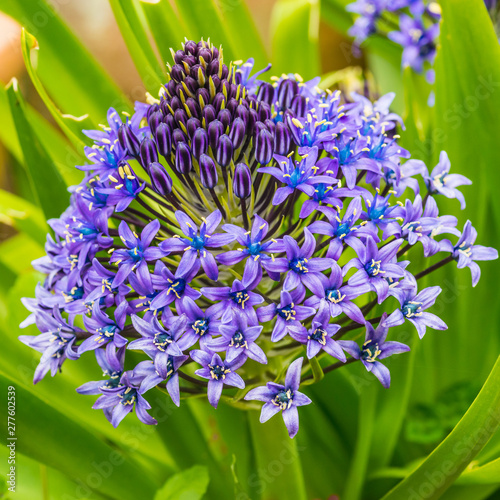 Scilla  Peruviana