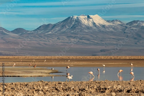 Fenicotteri rosa nella laguna Chaxa, San Pedro De Atacama, Cile