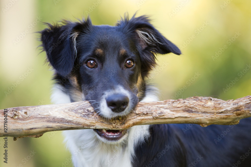 Fototapeta premium Hund im Herbst boarder Collie