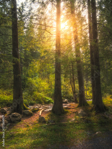 Beautiful Forest Scenery With Sun Shining Through the Trees