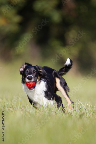 Hund auf dem Feld beim spielen