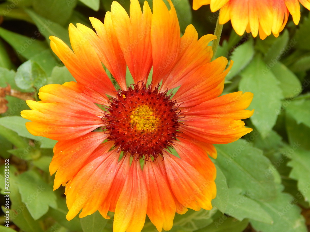 orange flower orange flower