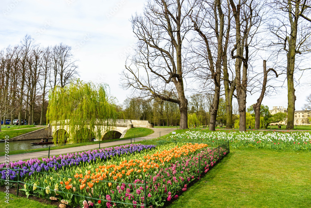 Flowers and River Cam near Kings College in the city of Cambridge, United Kingdom and blooming flowers on the foreground