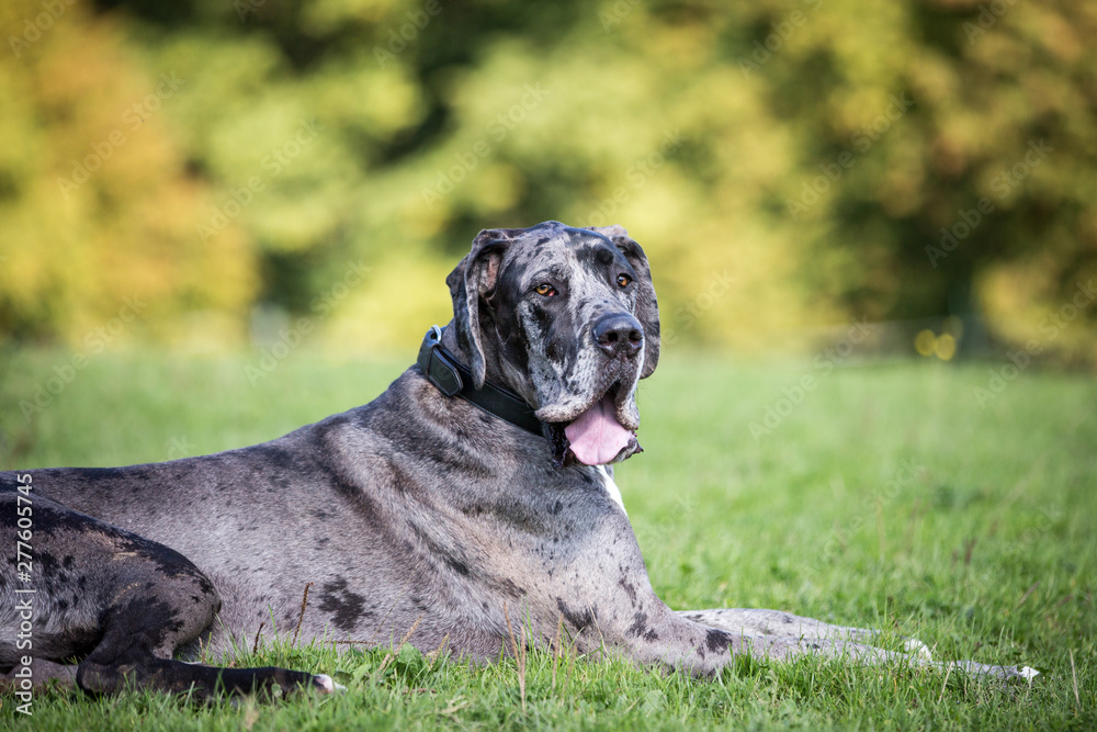 Deutsche Dogge im Garten