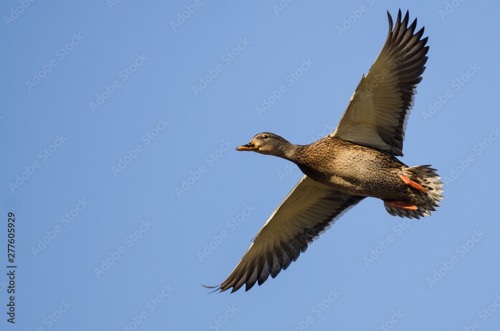 Fototapeta premium Mallard Duck Flying in a Blue Sky