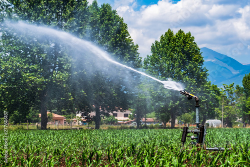 agricultural sprinkler in a corn field