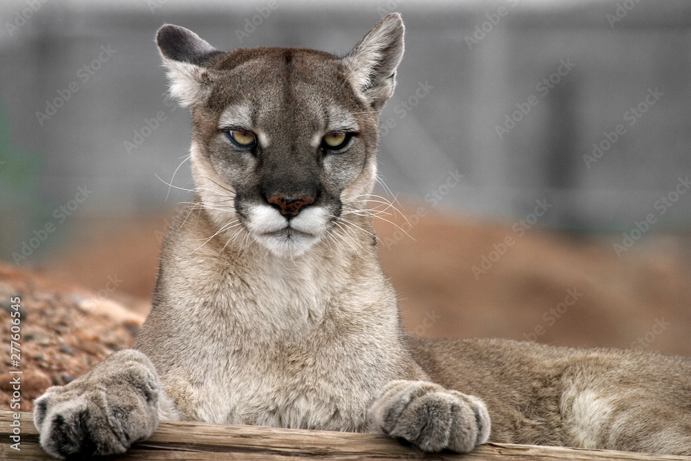Puma stare modele sales
