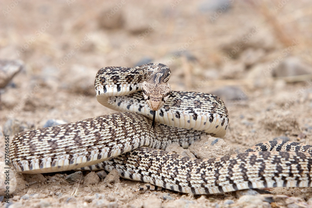 Obraz premium Bullsnake