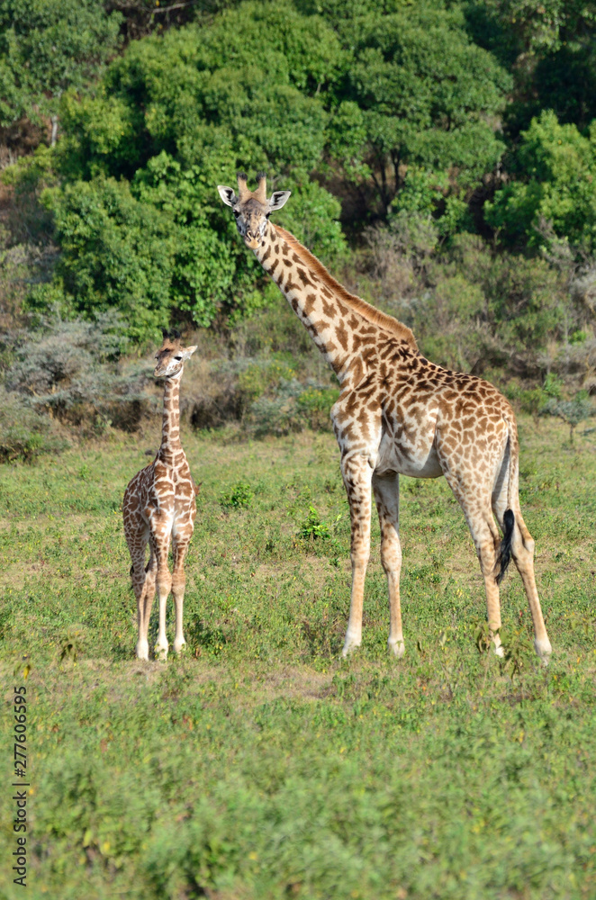 Giraffe at Arusha National Park, Tanzania, Africa Giraffe at Arusha National Park, Tanzania, Africa