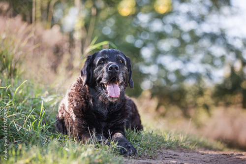 alter Hund im Herbst senior Dog liegt im schatten auf einem weg Hecheln bei Hitze ausruhen und warten graue schnauze