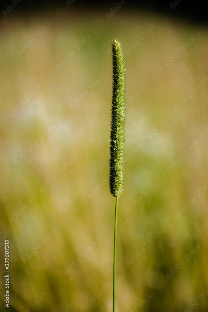 One spike of Timothy grass on a blurred green background One spike of Timothy grass on a blurred green background