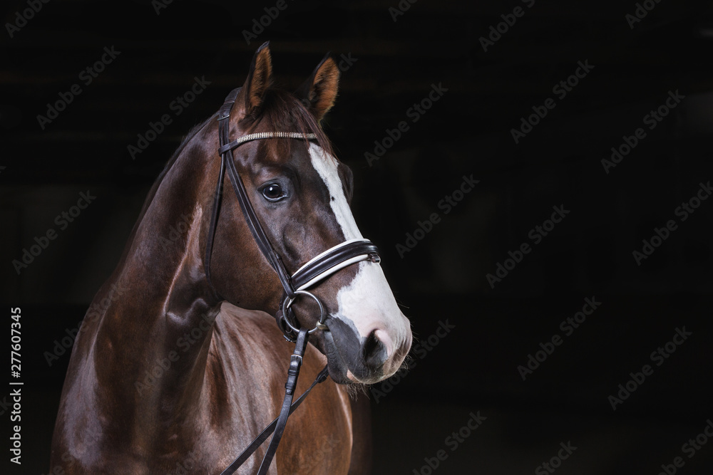 Fototapeta premium Koń w studio fotograficznym