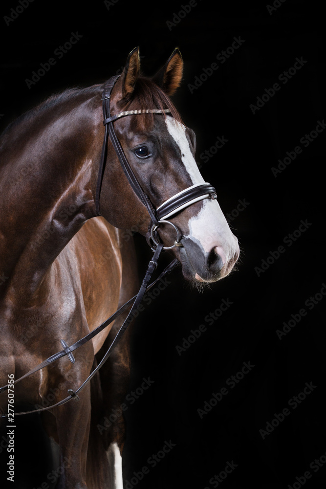 Pferd im Fotostudio, hübscher Warmbluthengst steht im Rampenlicht; schwarzer Hintergrund freigestellt; braunes edles Ross