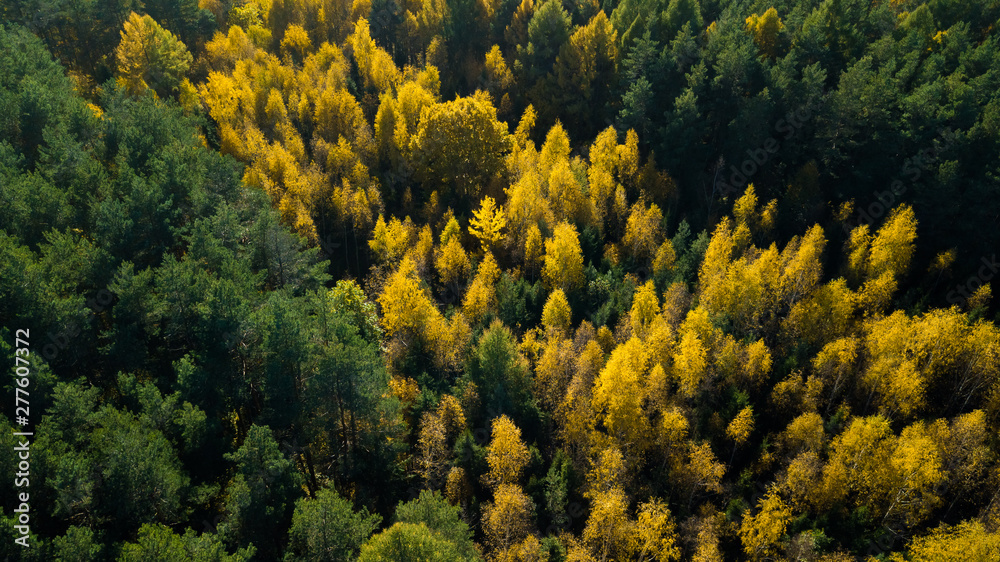 The autumn forest of pines and other trees that are tokens and created a cozy mood of the magical autumn. Shooting from the drone. Top view. The autumn forest of pines and other trees that are tokens and created a cozy mood of the magical autumn. Shooting from the drone. Top view.