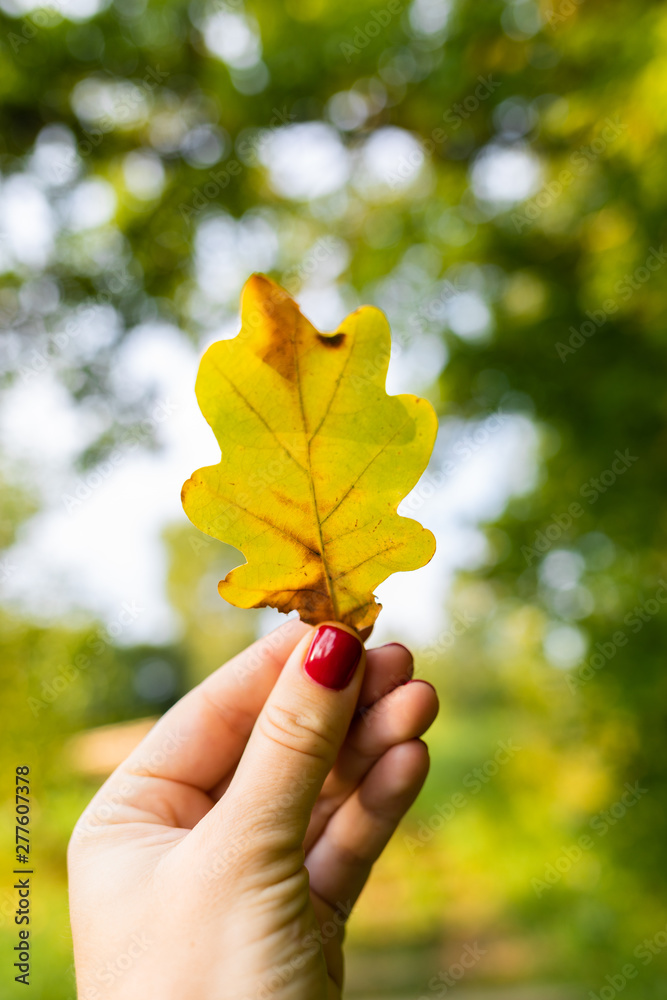 Female hand holds yellow oak leaf against a background of trees. The colors and mood of autumn.