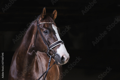 Warmblut Pferd im Fotostudio Dunkelfuchs mit Trense