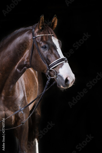 Pferd im Fotostudio, hübscher Warmbluthengst steht im Rampenlicht  schwarzer Hintergrund freigestellt  braunes edles Ross © Ines Hasenau