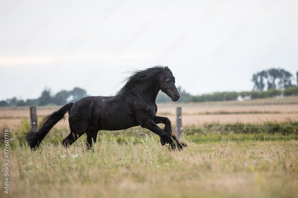Friese auf der weide Friese auf der weide
