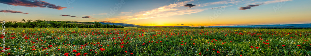 Panoramic view of a red poppies field with a cloudy blue sky during a sunny spring day - Image