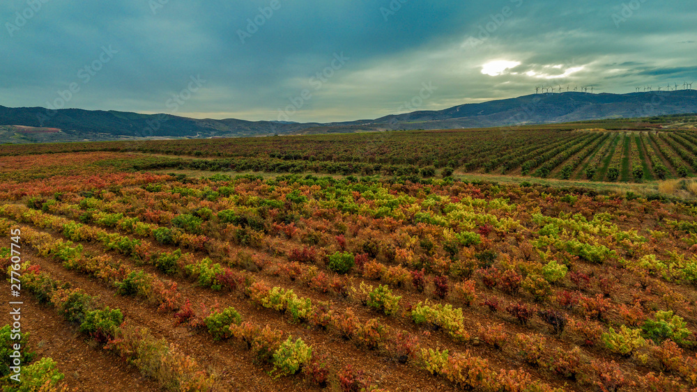 Panoramic photo of a vineyard in spring during a stormy day sun rise with grey clouds on the sky - Image