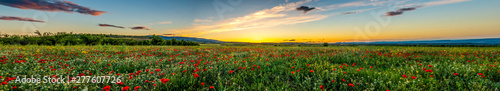 Panoramic view of a red poppies field with a cloudy blue sky during a sunny spring day - Image © JuanFrancisco