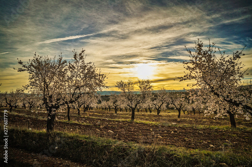 blooming field of almond trees with withe flowers during a spring sunny day - Image