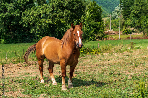 brown horse in the countryside field