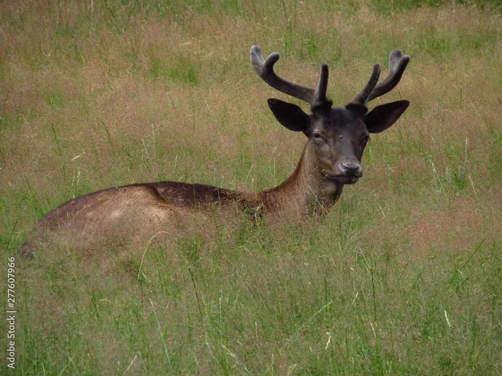 lying deer in the grass lying deer in the grass