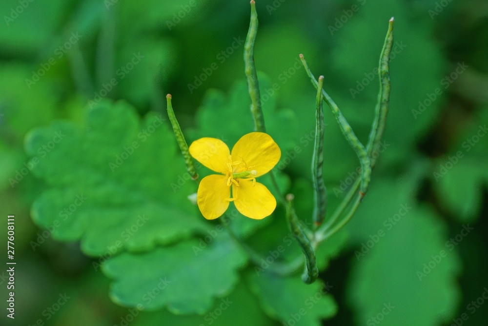 small wild yellow flower of celandine on a green stalk with leaves in nature small wild yellow flower of celandine on a green stalk with leaves in nature