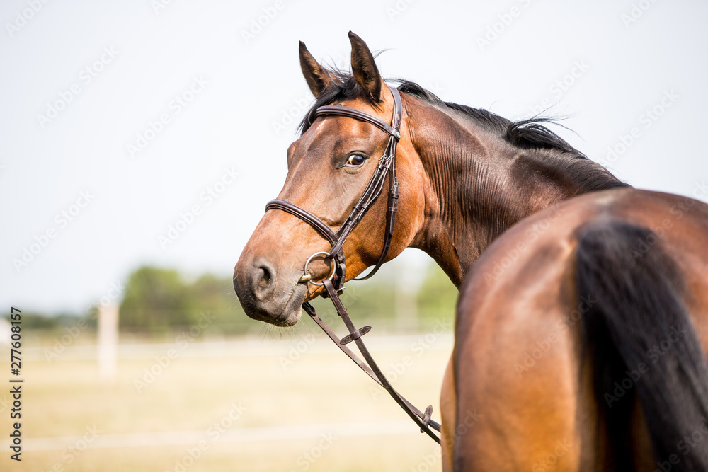 braune Stute Pferd auf der koppel schaut sich um Warmblut braune Stute Pferd auf der koppel schaut sich um Warmblut