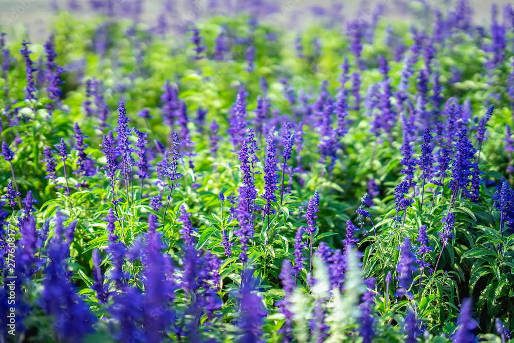 Naklejka premium Flowers like lavender in a street flowerbed on a sunny day, botanical background, concept of seasons, weather