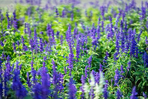 Flowers like lavender in a street flowerbed on a sunny day, botanical background, concept of seasons, weather