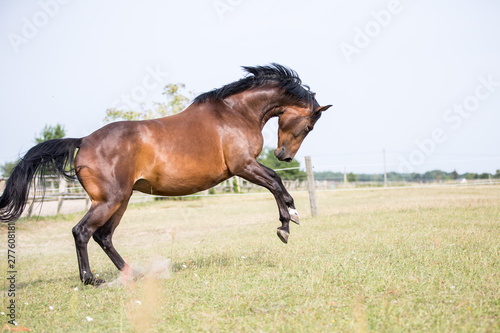 braune Stute buckelt und tobt Pferd auf der koppel Weide auslauf Freiheitsdrang