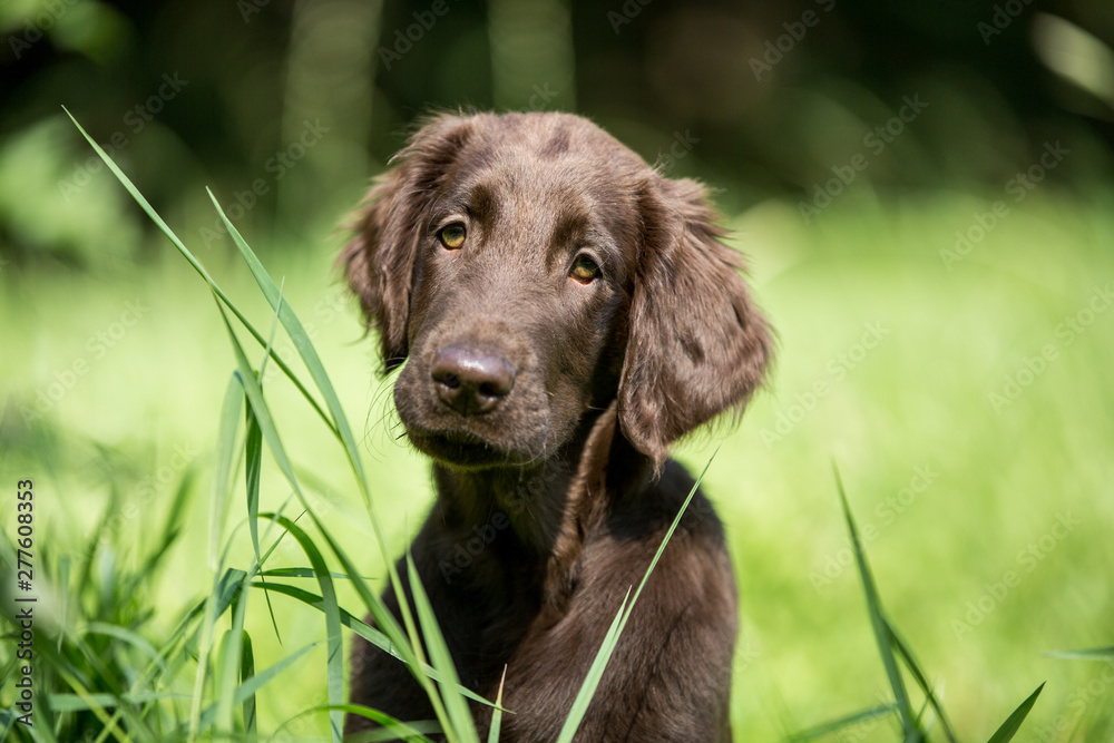 Flat Coated Retriever Welpe auf der Wiese Flat Coated Retriever Welpe auf der Wiese