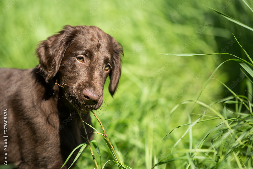 Flat Coated Retriever Welpe auf der Wiese Flat Coated Retriever Welpe auf der Wiese
