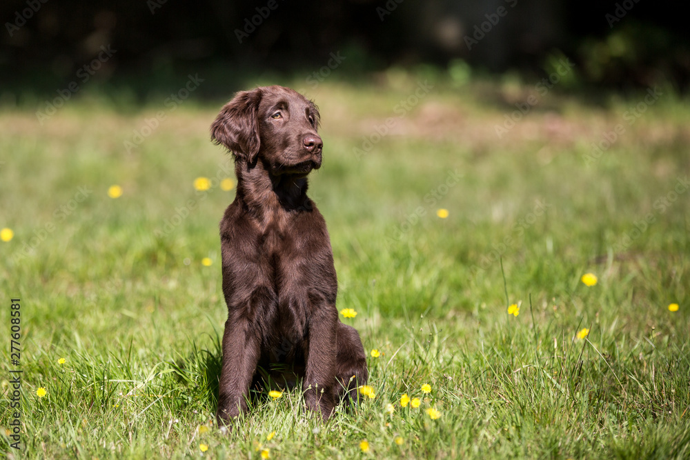 Hund brauner Flat Coated Retriever Welpe auf der Wiese sitzt Hund brauner Flat Coated Retriever Welpe auf der Wiese sitzt
