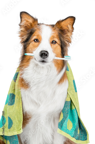 Portrait of a funny red dog. She is sitting in a towel and holding a red toothbrush. The background is isolated.