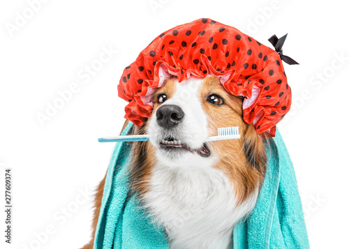 Portrait of a funny red dog...
