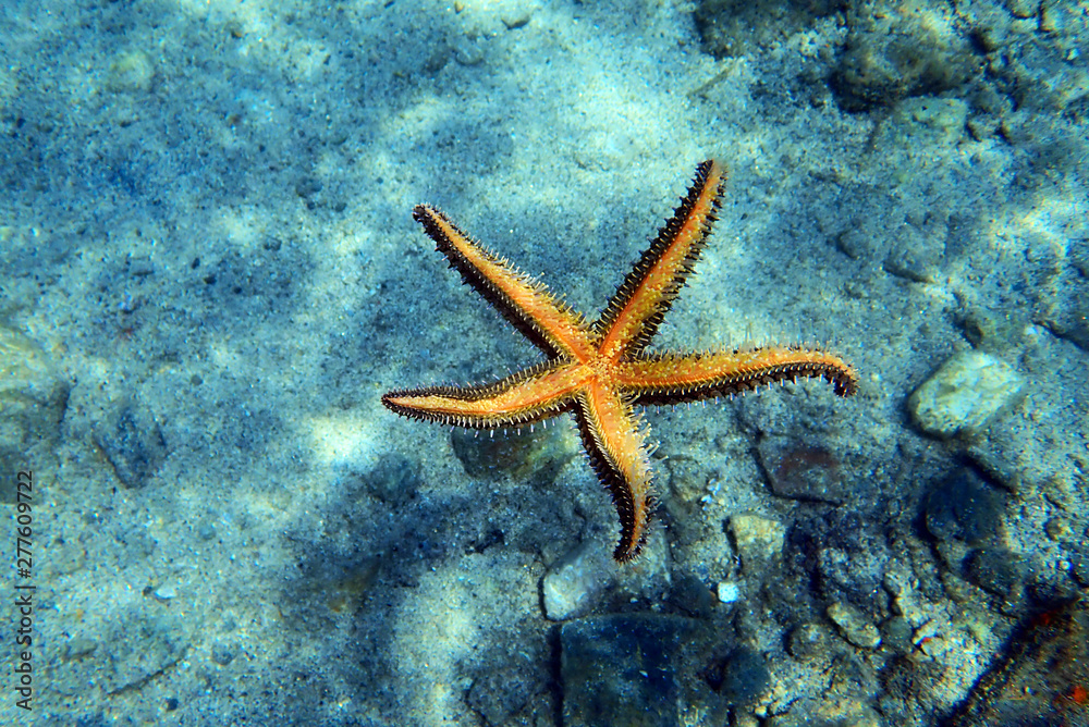 Mediterranean rock seastar - Coscinasterias tenuispina Mediterranean rock seastar - Coscinasterias tenuispina