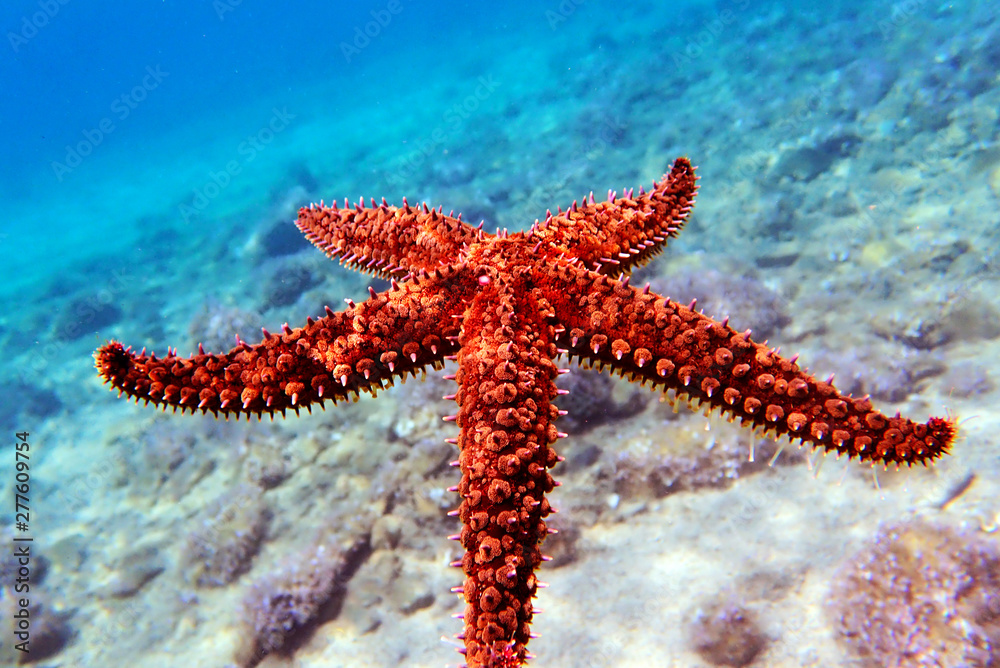 Mediterranean rock seastar - Coscinasterias tenuispina Mediterranean rock seastar - Coscinasterias tenuispina
