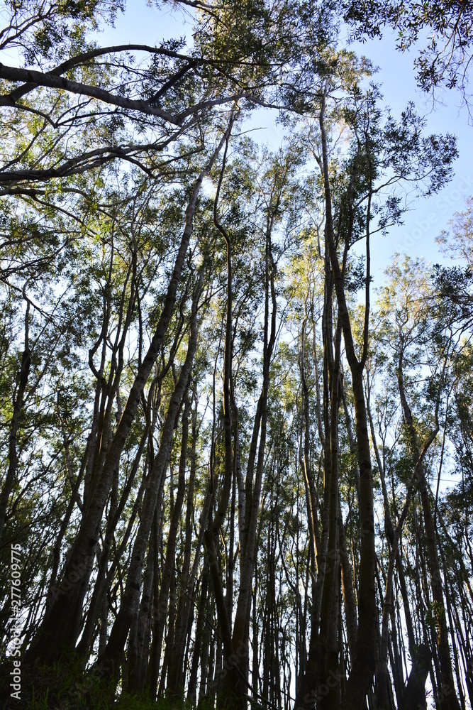Fototapeta premium tree in forest