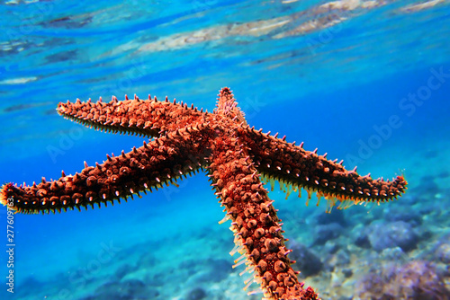 Mediterranean rock seastar - Coscinasterias tenuispina photo